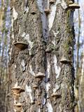 Als Baumpilze werden Pilze bezeichnet, die Holz besiedeln und abbauen.