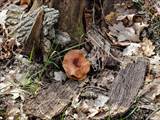 Als Baumpilze werden Pilze bezeichnet, die Holz besiedeln und abbauen.