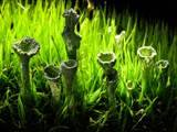 Flechten sind symbiotische Lebensgemeinschaft zwischen Pilzen und Grünalgen oder Cyanobakterien. Sie können deshalb Photosynthese betreiben.