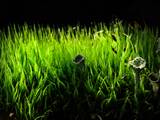 Flechten sind symbiotische Lebensgemeinschaft zwischen Pilzen und Grünalgen oder Cyanobakterien. Sie können deshalb Photosynthese betreiben.
