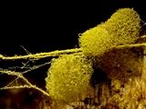 Die Plasmodialamoebe Arcyria obvelata lebt auf totem Nadelholz.