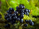 Das Plasmodium ist gelb bis orangegelb; Sporocarpien traubenförmige Grüppchen, meist oval, ei-, oder birnenförmig, blau, tiefblau, zum Teil irisierend; Sporen schwarz; auf Totholz, aber auch auf Moos u.a.