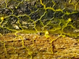Das Plasmodium ist gelb bis orangegelb; Sporocarpien traubenförmige Grüppchen, meist oval, ei-, oder birnenförmig, blau, tiefblau, zum Teil irisierend; Sporen schwarz; auf Totholz, aber auch auf Moos u.a.