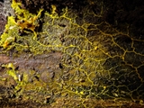 Das Plasmodium ist gelb bis orangegelb; Sporocarpien traubenförmige Grüppchen, meist oval, ei-, oder birnenförmig, blau, tiefblau, zum Teil irisierend; Sporen schwarz; auf Totholz, aber auch auf Moos u.a.