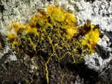 Das Plasmodium ist gelb bis orangegelb; Sporocarpien traubenförmige Grüppchen, meist oval, ei-, oder birnenförmig, blau, tiefblau, zum Teil irisierend; Sporen schwarz; auf Totholz, aber auch auf Moos u.a.