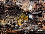 Das Plasmodium ist gelb bis orangegelb; Sporocarpien traubenförmige Grüppchen, meist oval, ei-, oder birnenförmig, blau, tiefblau, zum Teil irisierend; Sporen schwarz; auf Totholz, aber auch auf Moos u.a.