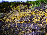 Das Plasmodium ist gelb bis orangegelb; Sporocarpien traubenförmige Grüppchen, meist oval, ei-, oder birnenförmig, blau, tiefblau, zum Teil irisierend; Sporen schwarz; auf Totholz, aber auch auf Moos u.a.