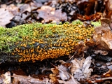 Das Plasmodium ist gelb bis orangegelb; Sporocarpien traubenförmige Grüppchen, meist oval, ei-, oder birnenförmig, blau, tiefblau, zum Teil irisierend; Sporen schwarz; auf Totholz, aber auch auf Moos u.a.