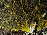Das Plasmodium ist gelb bis orangegelb; Sporocarpien traubenförmige Grüppchen, meist oval, ei-, oder birnenförmig, blau, tiefblau, zum Teil irisierend; Sporen schwarz; auf Totholz, aber auch auf Moos u.a.