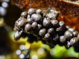 Das Plasmodium ist gelb bis orangegelb; Sporocarpien traubenförmige Grüppchen, meist oval, ei-, oder birnenförmig, blau, tiefblau, zum Teil irisierend; Sporen schwarz; auf Totholz, aber auch auf Moos u.a.