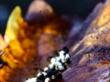 Das Plasmodium ist gelb bis orangegelb; Sporocarpien traubenförmige Grüppchen, meist oval, ei-, oder birnenförmig, blau, tiefblau, zum Teil irisierend; Sporen schwarz; auf Totholz, aber auch auf Moos u.a.