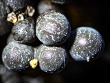 Das Plasmodium ist gelb bis orangegelb; Sporocarpien traubenförmige Grüppchen, meist oval, ei-, oder birnenförmig, blau, tiefblau, zum Teil irisierend; Sporen schwarz; auf Totholz, aber auch auf Moos u.a.