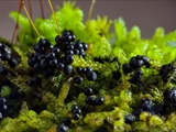 Das Plasmodium ist gelb bis orangegelb; Sporocarpien traubenförmige Grüppchen, meist oval, ei-, oder birnenförmig, blau, tiefblau, zum Teil irisierend; Sporen schwarz; auf Totholz, aber auch auf Moos u.a.