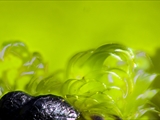 Das Plasmodium ist gelb bis orangegelb; Sporocarpien traubenförmige Grüppchen, meist oval, ei-, oder birnenförmig, blau, tiefblau, zum Teil irisierend; Sporen schwarz; auf Totholz, aber auch auf Moos u.a.