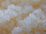 Stäublings-Schleimpilz (Enteridium lycoperdon) Plasmodium weiß  zu 10 cm, Sporen 7-10 µm, braun 