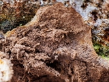 Stäublings-Schleimpilz (Enteridium lycoperdon) Sporen 7-10 µm, braun 