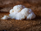 Stäublings-Schleimpilz (Enteridium lycoperdon) Plasmodium weiß  zu 10 cm
