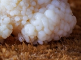 Stäublings-Schleimpilz (Enteridium lycoperdon) Plasmodium weiß  zu 10 cm