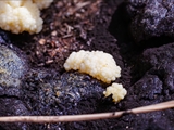 Stäublings-Schleimpilz (Enteridium lycoperdon) Plasmodium weiß  zu 10 cm