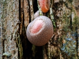 Lycogala epidendrum wird auch Blutmilchpilz genanntist aber eine  Plasmodial-Amöbe, also ein Schleimpilz. Der Fruchtkörper ist anfangs weich und hellrosa, später wird er rötlichgrau, dann gelbbraun bis schwärzlich.