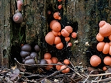 Lycogala epidendrum wird auch Blutmilchpilz genanntist aber eine  Plasmodial-Amöbe, also ein Schleimpilz. Der Fruchtkörper ist anfangs weich und hellrosa, später wird er rötlichgrau, dann gelbbraun bis schwärzlich.