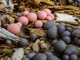 lycogala epidendrum wird auch Blutmilchpilz genannt. Fruchtkörper ist anfangs weich und hellrosa, später wird er rötlichgrau, dann gelbbraun bis schwärzlich.