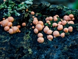 Lycogala epidendrum wird auch Blutmilchpilz genanntist aber eine  Plasmodial-Amöbe, also ein Schleimpilz. Der Fruchtkörper ist anfangs weich und hellrosa, später wird er rötlichgrau, dann gelbbraun bis schwärzlich.