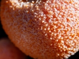 Der Blutmilchpilz (Lycogala epidendrum) ist kein Pilz, sondern ein Schleimpilz. Leicht zu erkennen: Erst weich und gelblich - hellrosa, später wird er rötlichgrau.  Das Plasmodium ist korallenrot. Durchmesser 3 - 15 mm
