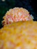 Lycogala epidendrum wird auch Blutmilchpilz genanntist aber eine  Plasmodial-Amöbe, also ein Schleimpilz. Der Fruchtkörper ist anfangs weich und hellrosa, später wird er rötlichgrau, dann gelbbraun bis schwärzlich.