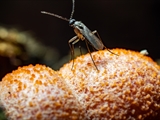 Lycogala epidendrum wird auch Blutmilchpilz genanntist aber eine  Plasmodial-Amöbe, also ein Schleimpilz. Der Fruchtkörper ist anfangs weich und hellrosa, später wird er rötlichgrau, dann gelbbraun bis schwärzlich.