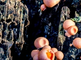 Der Blutmilchpilz (Lycogala epidendrum) ist kein Pilz, sondern ein Schleimpilz. Leicht zu erkennen: Erst weich und gelblich - hellrosa, später wird er rötlichgrau.  Das Plasmodium ist korallenrot. Durchmesser 3 - 15 mm