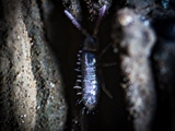 Einige Stationen des Lebens des Schleimpilzes stemonitus fusca: Fruktifikationsbildung (Pseudoaethalium mit einem Springschwanz (Collembola) zum Größenvergleich).