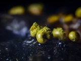 Die Plasmodiocarpien des Schleimpilzes sind ockergelbe, gelbbraune oder olivfarbene, kugelförmig, verkehrt eiförmig, keulenförmig bis leicht länglich, Größe: 0,5 mm bis 0,9 mm. Sporen olivegelb bis gelb.