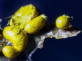 Die Plasmodiocarpien des Schleimpilzes sind ockergelbe, gelbbraune oder olivfarbene, kugelförmig, verkehrt eiförmig, keulenförmig bis leicht länglich, Größe: 0,5 mm bis 0,9 mm. Sporen olivegelb bis gelb.
