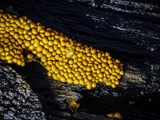 Die Plasmodiocarpien des Schleimpilzes sind ockergelbe, gelbbraune oder olivfarbene, kugelförmig, verkehrt eiförmig, keulenförmig bis leicht länglich, Größe: 0,5 mm bis 0,9 mm. Sporen olivegelb bis gelb.