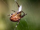 Jeder kennt die Gartenkreuzspinne (Araneus diadematus), aber haben Sie sie auch schon einmal so gesehen?