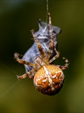 Jeder kennt die Gartenkreuzspinne (Araneus diadematus), aber haben Sie sie auch schon einmal so gesehen?