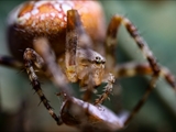 Jeder kennt die Gartenkreuzspinne (Araneus diadematus), aber haben Sie sie auch schon einmal so gesehen?