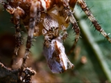 Jeder kennt die Gartenkreuzspinne (Araneus diadematus), aber haben Sie sie auch schon einmal so gesehen?