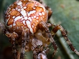 Jeder kennt die Gartenkreuzspinne (Araneus diadematus), aber haben Sie sie auch schon einmal so gesehen?