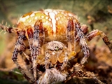 Jeder kennt die Gartenkreuzspinne (Araneus diadematus), aber haben Sie sie auch schon einmal so gesehen?