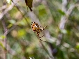 Jeder kennt die Gartenkreuzspinne (Araneus diadematus), aber haben Sie sie auch schon einmal so gesehen?