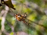 Jeder kennt die Gartenkreuzspinne (Araneus diadematus), aber haben Sie sie auch schon einmal so gesehen?