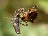 Jeder kennt die Gartenkreuzspinne (Araneus diadematus), aber haben Sie sie auch schon einmal so gesehen?