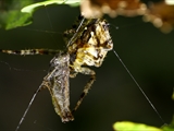 Jeder kennt die Gartenkreuzspinne (Araneus diadematus), aber haben Sie sie auch schon einmal so gesehen?