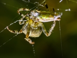 Jeder kennt die Gartenkreuzspinne (Araneus diadematus), aber haben Sie sie auch schon einmal so gesehen?