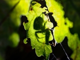 Jeder kennt die Gartenkreuzspinne (Araneus diadematus), aber haben Sie sie auch schon einmal so gesehen?