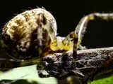 Jeder kennt die Gartenkreuzspinne (Araneus diadematus), aber haben Sie sie auch schon einmal so gesehen?