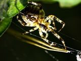 Jeder kennt die Gartenkreuzspinne (Araneus diadematus), aber haben Sie sie auch schon einmal so gesehen?