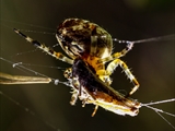 Jeder kennt die Gartenkreuzspinne (Araneus diadematus), aber haben Sie sie auch schon einmal so gesehen?